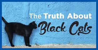 It's black cat appreciation day, so here are 13 things you may not have known about these often misunderstood but completely lovable kitties! Black Cat Myths And Facts Debunked