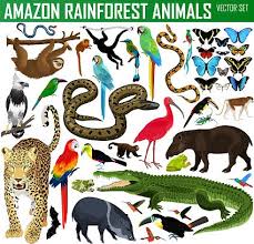 Big Set Of Vector Amazon Rainforest Jungle Animals In 2020 Amazon Animals Rainforest Animals Amazon Rainforest Animals