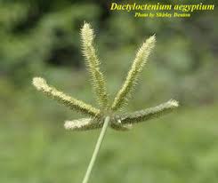 Image result for Dactyloctenium geminatum