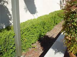 Image result for Myrsine africana