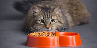 Makanan kucing pabrikan yang di sarankan untuk kucing kesayanganmu. Terungkap Mitos Makanan Kucing Ternyata Ada Jawabannya Bola Net