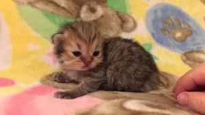 Munchkin kittens for sale & munchkin cats. Luigi Teacup Shaded Silver Persian Kitten For Sale From Daphne S Dolls Cattery By Mandy Jane