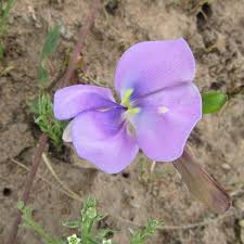 Image result for Vigna kirkii