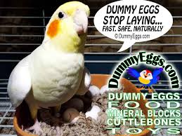 Birds And Their Eggs Pictures Help Birds Stop Laying Fast Safely Naturally The Secret To Dummy Eggs Birds Count Their Eggs Replace Clutch Blue And Gold Macaws And Parrots Parro