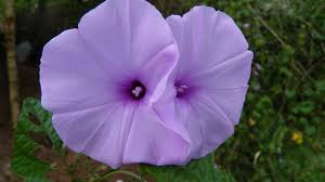 Image result for Ipomoea involucrata