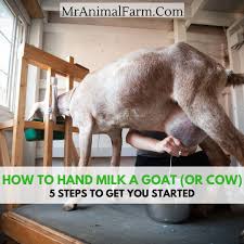 Learning How To Milk A Goat By Hand Can Be A Pretty Easy Process By Following These 5 Steps And Getting A Little Practic Goat Milking Stand Goats Goat Milking
