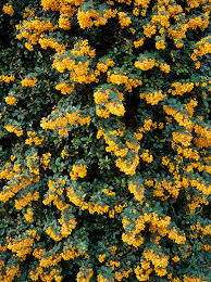 Image result for Berberis darwinii