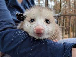 Pin On Possums 3