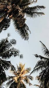Aesthetic Black And White Palm Tree Wallpaper Let S Go Coconuts Enjoy 10 Tropical Iphone Wallpapers Tree Wallpaper Iphone Palm Trees Wallpaper Palm Tree Iphone Wallpaper