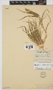 Image result for Schmidtia kalahariensis