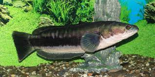 Tarikan ikan toman 3,5 kg mantapподробнее. Channa Micropeltes Wikipedia