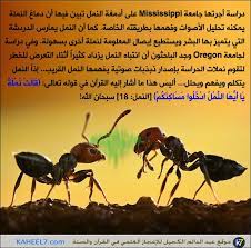 صورة وآية حديث النمل islam facts islamic nasheed memes