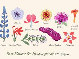 With their yellow centres, asters share the daisy's cheery disposition, but their flower shapes can vary dramatically. 10 Best Flowers For Attracting Hummingbirds
