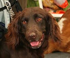 Image result for německý křepelák postava