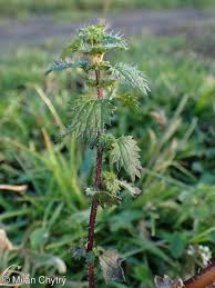 Image result for Urtica urens