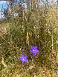 Image result for Wahlenbergia flexuosa