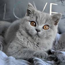 because we care bsh love we share our love goes out to hero and xander british shorthair cats cat day british shorthair