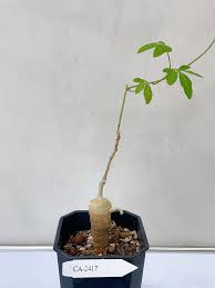 Image result for Adenia stenodactyla