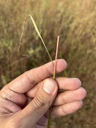 Image result for Andropogon fastigiatus