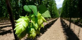 Vendemos variedades de lúpulo en flor y peletizado, rizomas o esquejes para cervecerías artesanas, cerveceros caseros y microcervecerías en españa. La Capital Del Oro Verde Economia El Pais