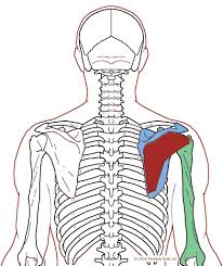 Pin On Shoulder Origin Insertion