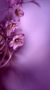 Maybe you would like to learn more about one of these? Wallpaper Whatsapp Bunga Keren 1000 Image Bunga 3d 4d Hd