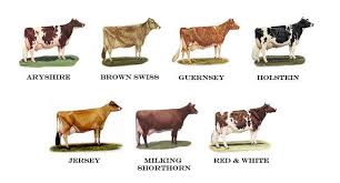 Meet The 7 Wonders Of Wisconsin Wisconsin Dairy Cattle White Cow