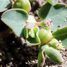 Image result for Euphorbia serpens