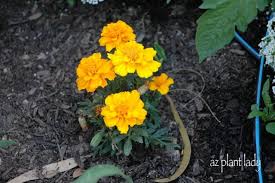 Dried marigold flower meal (tagetes erecta) / oleoresin, very good poultry feed. Desert Marigold Archives Desert Gardening 101