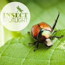 Pin On Insect Spotlight