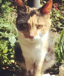 If your cat is a diva (regardless of gender—all cats can be equally fond of the spotlight), naming your kitty after someone famous is the least you can do. 120 Quirky Cat Names Cat Names Cats Cool Cats