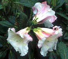 Plant Descriptions Fragrant Flowers Rhododendron Plant Smelling Flowers