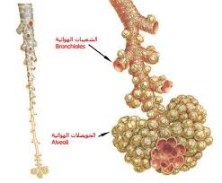 بالصور و الشرح علم وظائف أعضاء جسم الإنسان مع تشريح جسم الانسان Crochet Necklace Diamond Necklace Jewelry