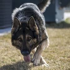 German shepherd pup for sale. The Czech German Shepherd Dog Pethelpful By Fellow Animal Lovers And Experts