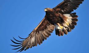 The ostrich is the fastest animal on two legs, while there are some birds that can swim and dive at quite a rate. Top 10 Fastest Birds In The World