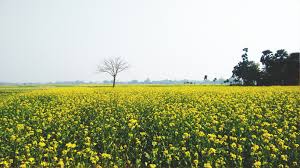 We did not find results for: Green Field Yellow Flowers 3264x1836 Wallpaper Teahub Io