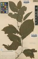 Image result for Celtis zenkeri