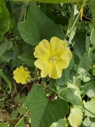 Image result for Merremia emarginata