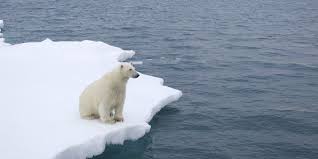 Climate Change May Cause Serious Pervasive And Irreversible Damage Climate Change Effects Polar Bear Face Climate Change