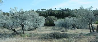 Piege a pheromones special chenille processionnaire du pin. Proteger Efficacement Les Oliviers Contre La Mouche De L Olive En Bio Produire Bio
