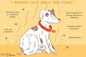 Why Does My Dog Stink What Can I Do