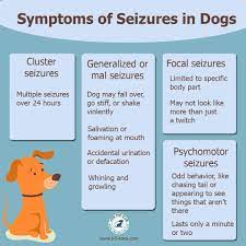 Partial Seizures In Dogs Symptoms
