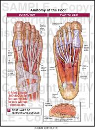 Anatomy Of The Foot What Is Special About It