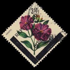 Image result for Dissotis