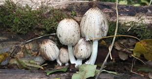 Image result for Coprinus comatus