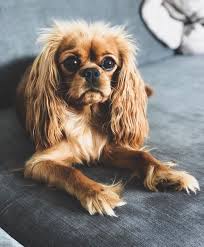 Honey B On Instagram That Fluff Halo Shining Bright Anyone Else Have A Fluff Halo Cavlife Cav Cavalier King Charles Dog Cavalier Puppy King Charles Dog