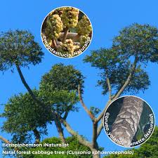 Image result for Boscia foetida