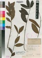 Image result for Eugenia malangensis