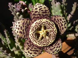 Image result for Orbea rogersii