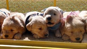 Will have first shots, vet check, health guarantee. Akc Golden Retriever Puppies Home Facebook